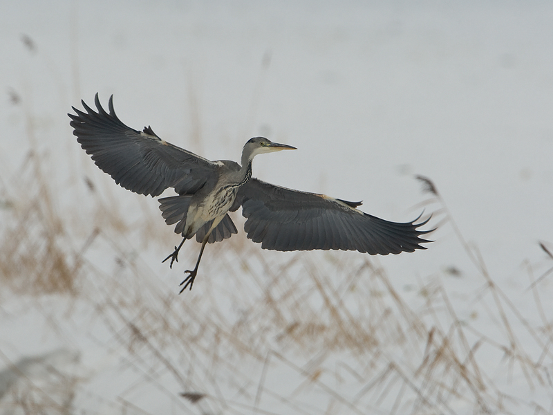 Ardea cinerea Blauwe Reiger Grey Heron